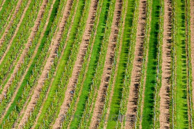 Stauffen
Dans le vignoble
Mots-clés: Europe;Allemagne;Bade;Kayserstuhl;Stauffen