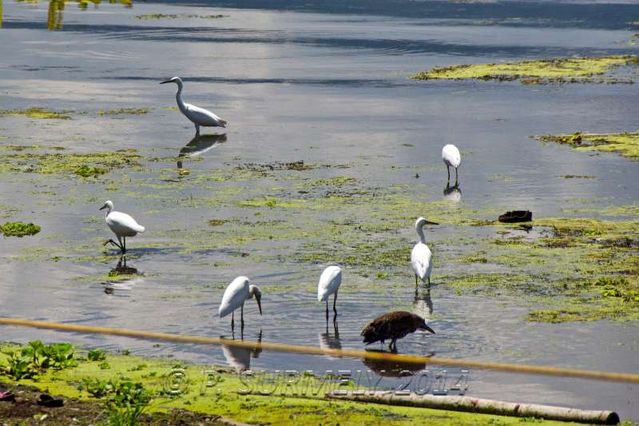 Lac Taal
Oiseaux sur le lac
Keywords: Asie;Philippines;Tagaytay;Talisay;Lac Taal;lac;faune;oiseau