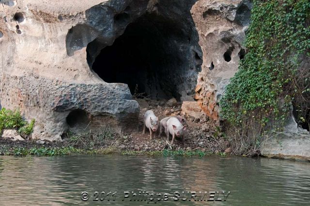 Sur la rivire de TamCoc
Mots-clés: Asie;Vietnam;TamCoc