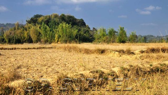 Thathod
dans les rizires
Mots-clés: Laos;Asie;Thakhek