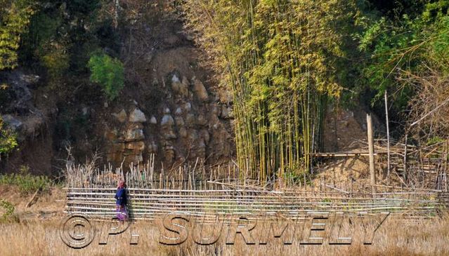 Thathod
petit jardin
Mots-clés: Laos;Asie;Thakhek