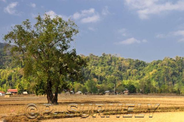 Thathod
dans les rizires
Mots-clés: Laos;Asie;Thakhek