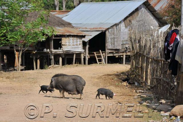 Thathod
maison traditionnelle
Mots-clés: Laos;Asie;Thakhek