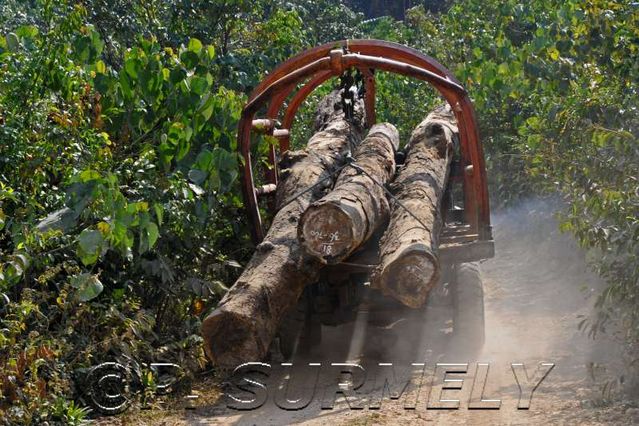 Thathod
transport du bois
Mots-clés: Laos;Asie;Thakhek