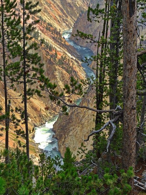 Yellowstone
Mots-clés: Amérique;Amérique du Nord;Etats-Unis;USA;Wyoming;Yellowstone National Park;Yellowstone;parc national