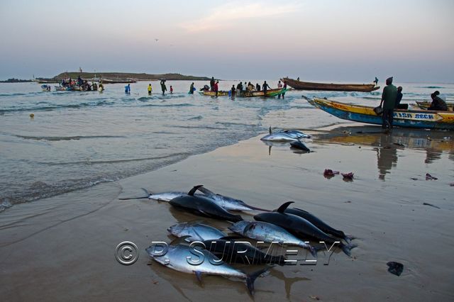 March aux poissons de Dakar Yoff
Mots-clés: Afrique;Sngal;Dakar;Yoff;march