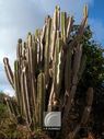 Cactus-015.jpg