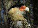 Caracara-006.JPG