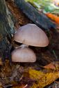 Champignon-0037.jpg