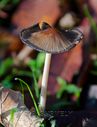 Champignon-0047.jpg