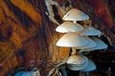 Champignon-0068.jpg