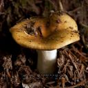 Champignon-6827.jpg