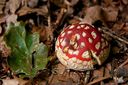 Champignon-6828.jpg