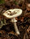 Champignon-6830.jpg