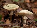 Champignon-6834.jpg