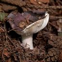 Champignon-6843.jpg