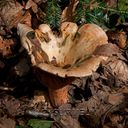 Champignon-6846.jpg