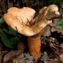 Champignon-6852.jpg