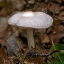 Champignon-6855.jpg