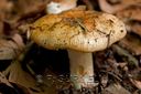 Champignon-6875.jpg