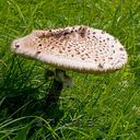 Champignon-6882.jpg