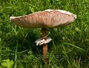 Champignon-6887.jpg