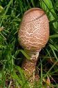 Champignon-6892.jpg