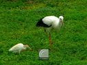 Cigogne-029.jpg