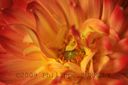 Dahlia-1483.jpg