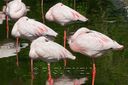 FlamandRose-3747.jpg