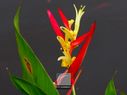 Heliconia-108.jpg