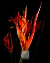 Heliconia-12.jpg