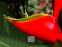 Heliconia-27.jpg