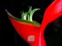 Heliconia-43.jpg