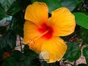 Hibiscus-105.jpg