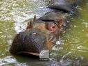 Hippopotame-05.jpg