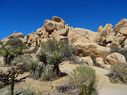 Joshua_Tree-0029.jpg