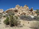 Joshua_Tree-0040.jpg