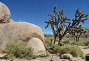 Joshua_Tree-0051.jpg