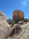 Joshua_Tree-0084.jpg