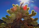 Joshua_Tree-0115.jpg