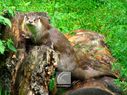 Loutre-004.jpg