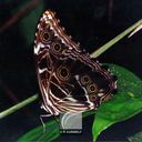 Morpho-02.jpg