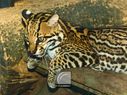 Ocelot-101.jpg