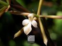 Orchidee-009.jpg