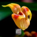 Orchidee-05b.jpg