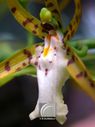 Orchidee-066.jpg