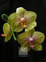 Orchidee-8107.jpg