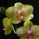 Orchidee-8111.jpg