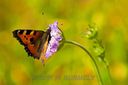 Papillon-1956wtmk.jpg